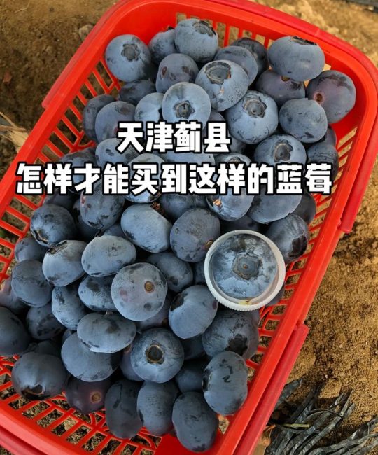 L25蓝莓适合广东种吗？基于品种特性和气候数据的专业解答