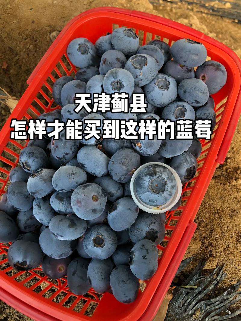 L25蓝莓品种特性与气候适应性：低需冷量、高耐热性是关键
