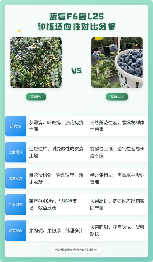 广东种L25蓝莓的三大核心障碍与解决方案