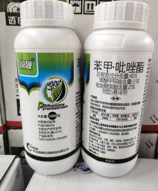月季黑斑病用什么药？高效防治方案与用药详解