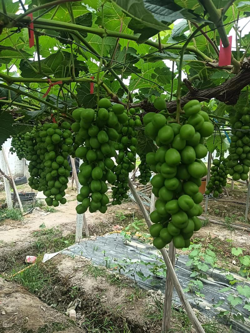 对于家庭庭院和阳台种植,首选巨峰葡萄,因其耐粗放管理、适应性强、结果稳定;对于规模化种植追求高市场溢价,建议选择阳光玫瑰,但需投入精细化管理 总结与选择建议