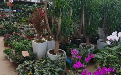 盆栽花卉批发基地选择指南与质量验收标准
