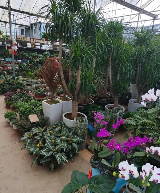 盆栽花卉批发基地选择指南与质量验收标准