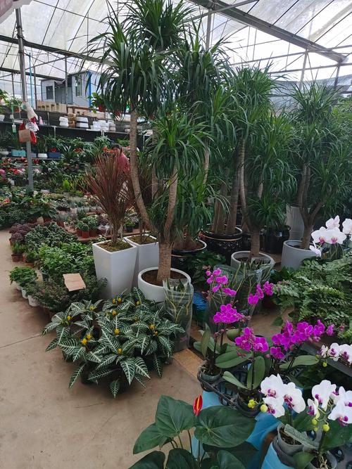盆栽花卉批发基地选择指南与质量验收标准 盆栽花卉批发基地选择指南与质量验收标准