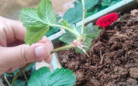 草莓苗匍匐茎变黑是怎么回事？原因与防治全解析