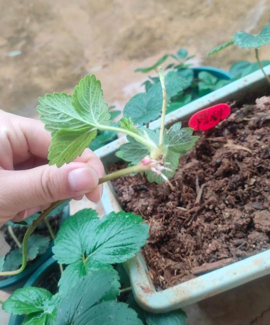 草莓苗匍匐茎变黑是怎么回事？原因与防治全解析