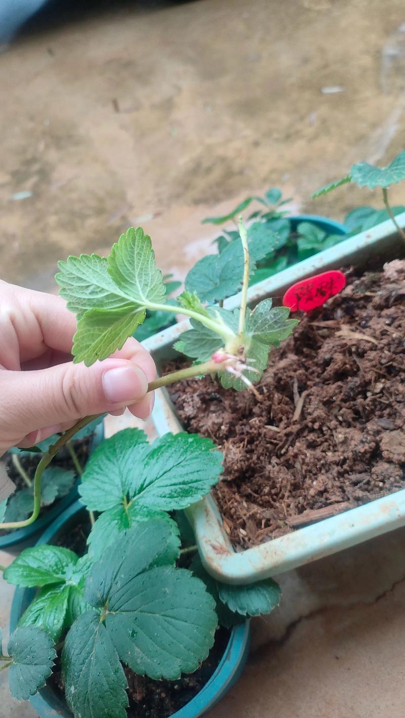 草莓苗匍匐茎变黑是怎么回事?原因与防治全解析 草莓苗匍匐茎变黑是怎么回事?原因与防治全解析