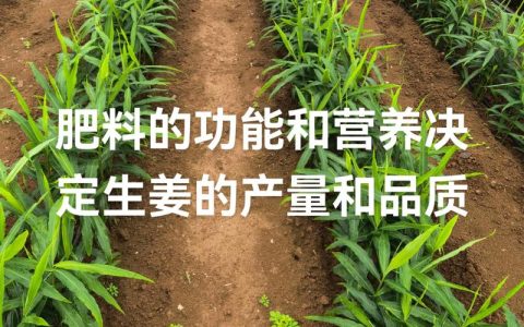 生姜施肥用什么肥料？家庭种植全流程养护指南