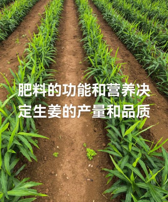 生姜施肥用什么肥料？家庭种植全流程养护指南