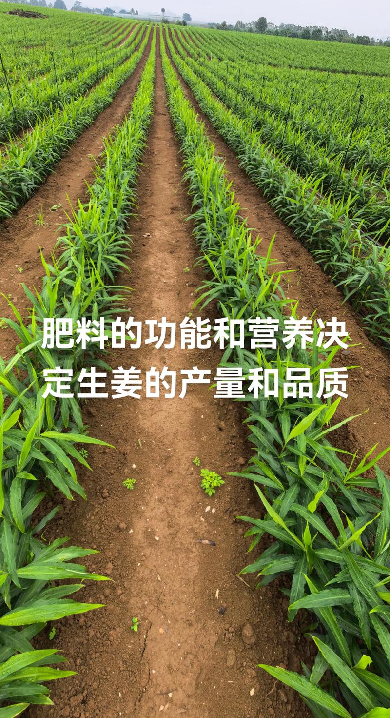 生姜施肥用什么肥料?家庭种植全流程养护指南 生姜施肥用什么肥料?家庭种植全流程养护指南