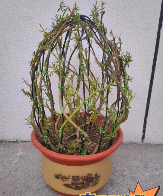 太阳花要怎么修剪才爆盆？掐准时机+狠心打顶，轻松开成花球