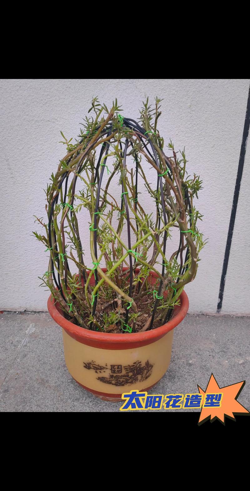 品种基础档案