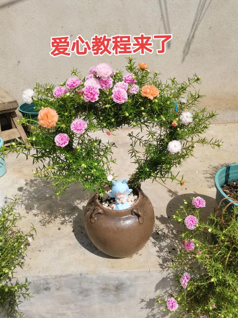 盆栽/地栽选择决策