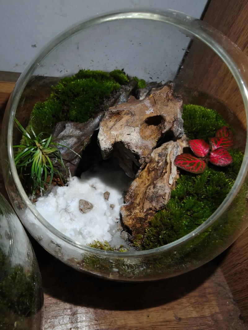 种苔藓用什么土?选对基质,打造一片生机盎然的苔藓微景观 几种常用的苔藓基质