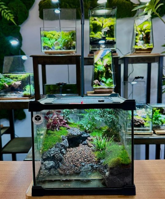 种苔藓用什么土？选对基质，打造一片生机盎然的苔藓微景观