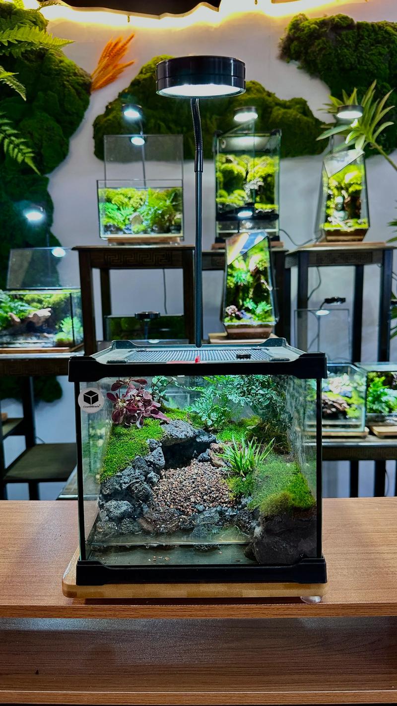 种苔藓用什么土?选对基质,打造一片生机盎然的苔藓微景观 苔藓对土壤的特殊要求