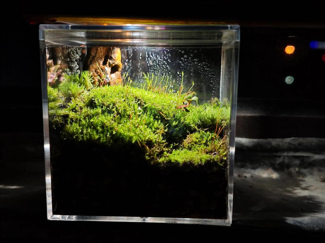 种苔藓用什么土?选对基质,打造一片生机盎然的苔藓微景观 制作步骤与注意事项