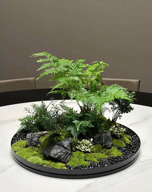 种苔藓用什么土?选对基质,打造一片生机盎然的苔藓微景观 结语