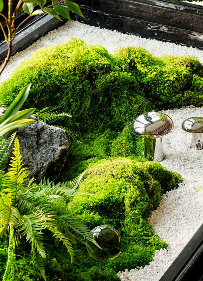 种苔藓用什么土?选对基质,打造一片生机盎然的苔藓微景观 常见误区