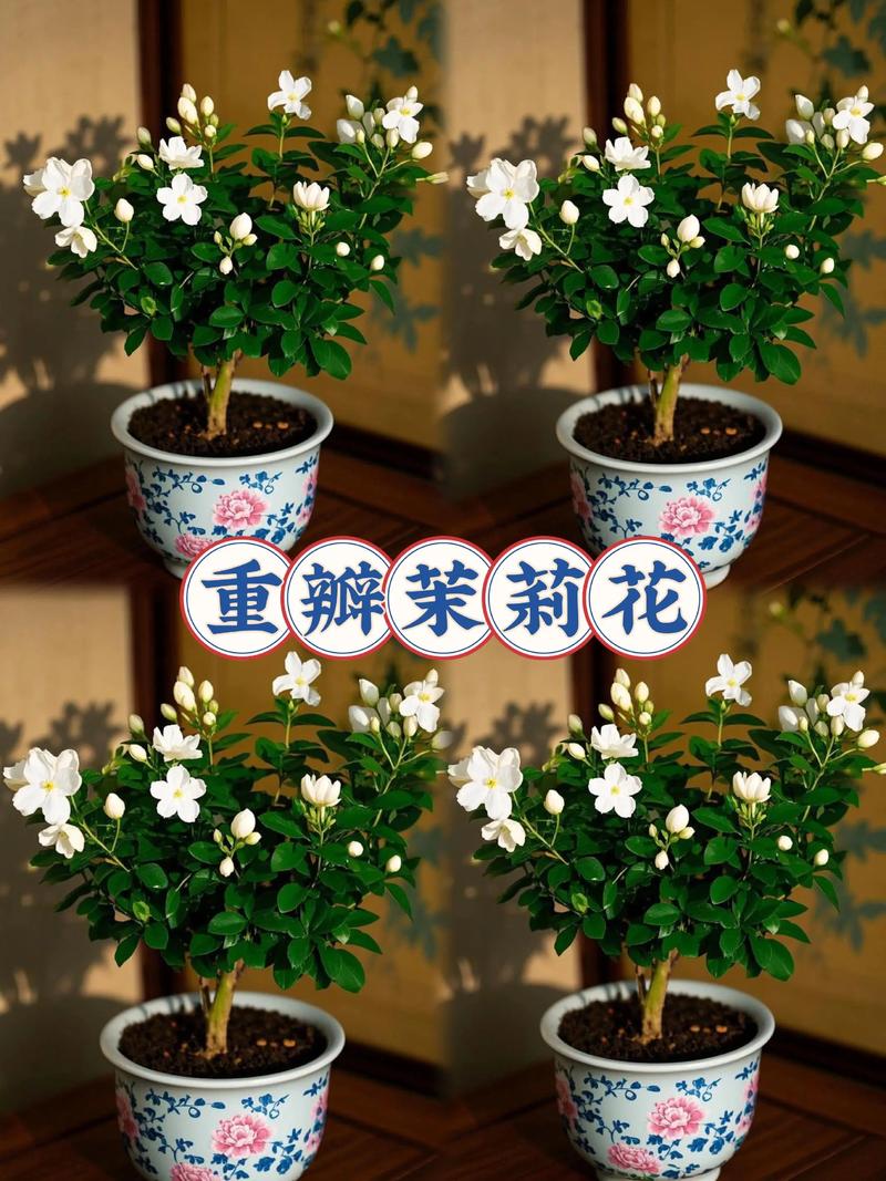 二、合理浇水，不干不浇