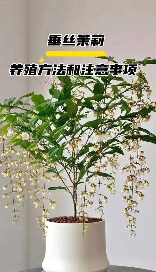 三、科学施肥，薄肥勤施