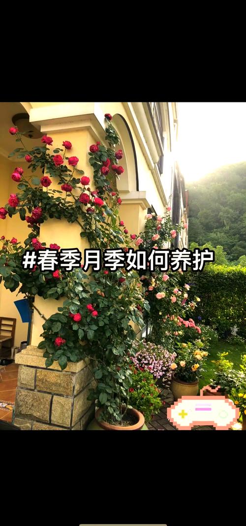五、浇定根水实操