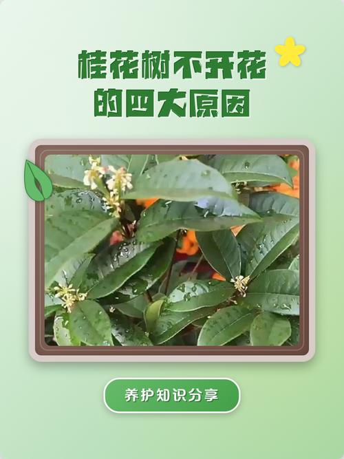 桂花树为什么不开花?常见原因分析与排查指南 三、土壤障碍原因与症状