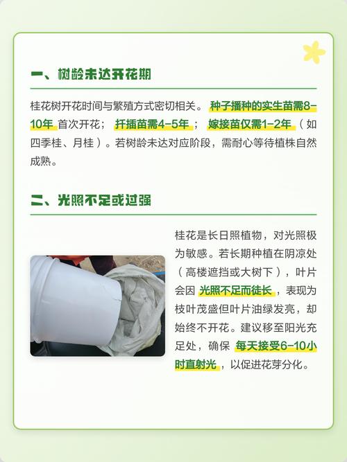 桂花树为什么不开花?常见原因分析与排查指南 排查步骤清单(按顺序执行)
