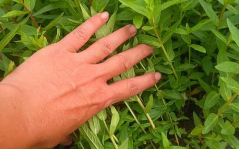 千屈菜价格是多少？规格、季节与采购量影响报价