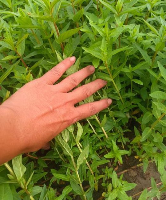 千屈菜价格是多少？规格、季节与采购量影响报价