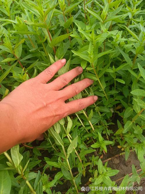 千屈菜价格是多少?规格、季节与采购量影响报价 千屈菜价格是多少?规格、季节与采购量影响报价