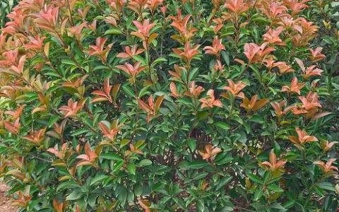 苗木成活率是多少？掌握这7个关键环节，将成活率稳定提升至95%
