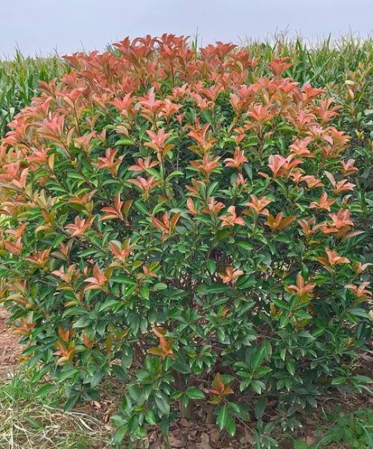 苗木成活率是多少？掌握这7个关键环节，将成活率稳定提升至95%