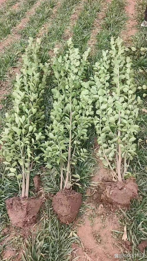 苗木成活率是多少?掌握这7个关键环节,将成活率稳定提升至95% 三、栽前处理:修根、消毒、生根粉,一个不能少