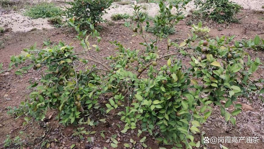苗木成活率是多少?掌握这7个关键环节,将成活率稳定提升至95% 五、浇定根水:第一次浇水决定生死