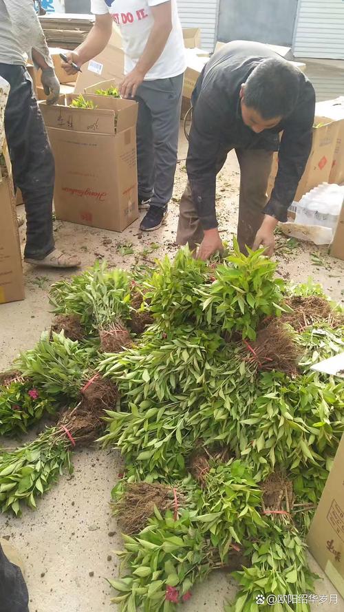 苗木成活率是多少?掌握这7个关键环节,将成活率稳定提升至95% 四、栽植深度:深埋一寸,死苗一片