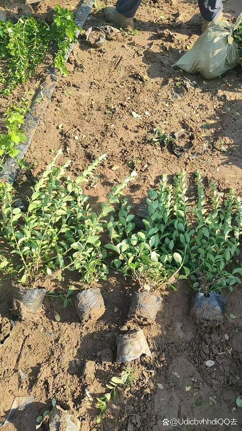 苗木成活率是多少?掌握这7个关键环节,将成活率稳定提升至95% 六、缓苗管理:前15天盯紧这3件事
