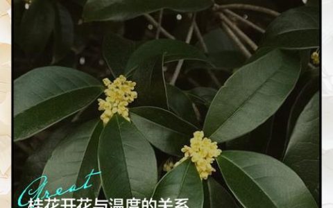 月桂树耐寒多少度？超详细数据指南与南北种植差异化方案