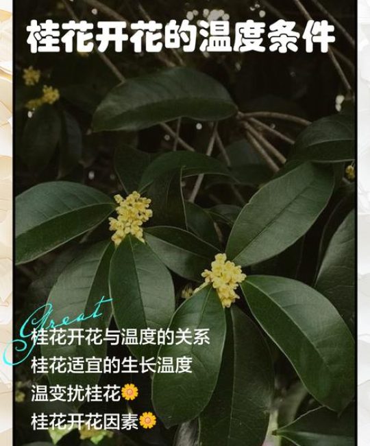 月桂树耐寒多少度？超详细数据指南与南北种植差异化方案