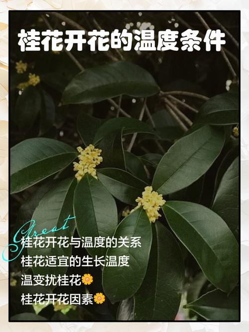 月桂树耐寒多少度?超详细数据指南与南北种植差异化方案 月桂树(Laurus nobilis)耐寒性及种植指南