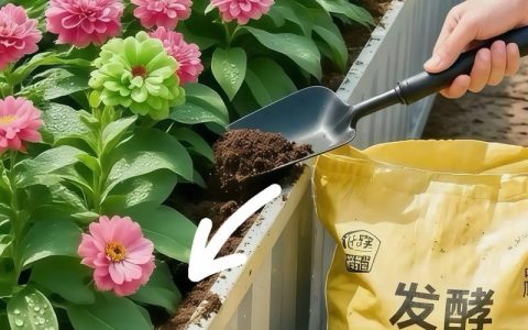 阳台种菜施肥全攻略：选对肥、用对法，让蔬菜长得旺