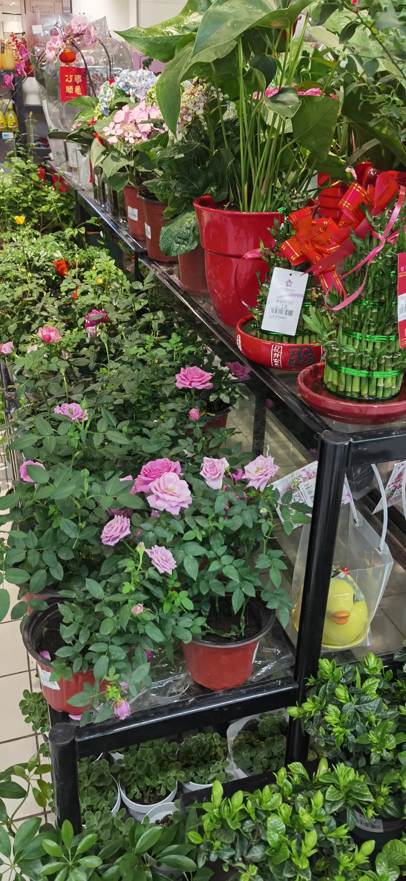 临沂花卉市场批发采购指南:如何科学评估渠道并找到性价比高的苗木 临沂花卉市场批发采购指南:如何科学评估渠道并找到性价比高的苗木