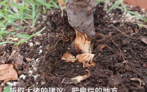果树苗根部坏了怎么办？立即修剪腐烂根系并消毒是唯一挽救方法