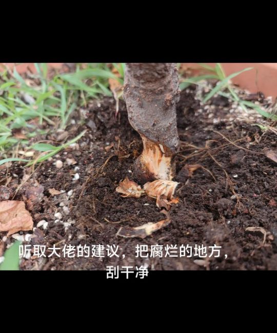 果树苗根部坏了怎么办？立即修剪腐烂根系并消毒是唯一挽救方法