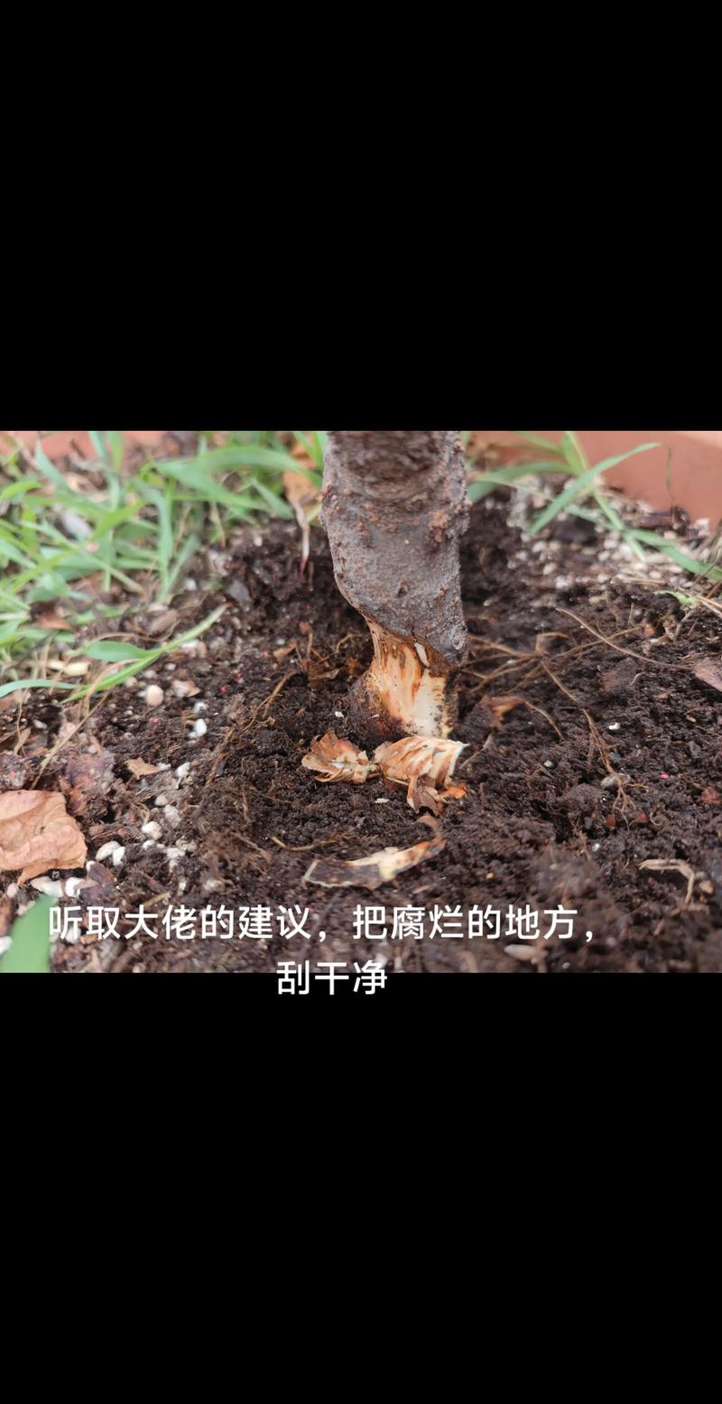 果树苗根部坏了怎么办?立即修剪腐烂根系并消毒是唯一挽救方法 果树苗根部坏死的三大典型症状与快速诊断方法