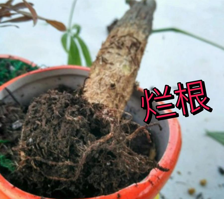 果树苗根部坏了怎么办?立即修剪腐烂根系并消毒是唯一挽救方法 结论与验证:定期检查根系,确保果树第3年正常挂果