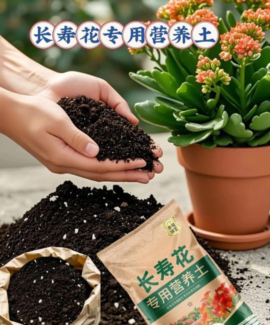 长寿花用营养土种植可以吗？完整指南助你养出爆盆长寿花