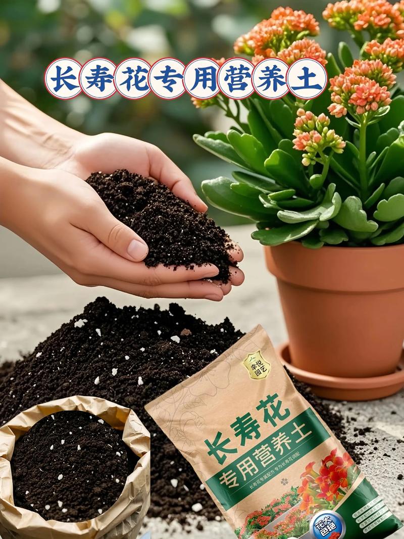 长寿花用营养土种植可以吗?完整指南助你养出爆盆长寿花 长寿花用营养土种植可以吗?完整指南助你养出爆盆长寿花