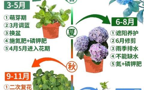 绣球花怎么养护和浇水？掌握这6个步骤，花开爆盆不烂根
