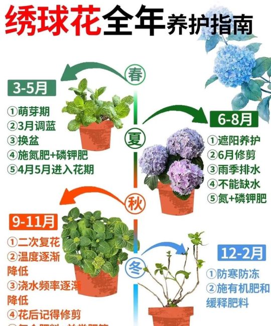 绣球花怎么养护和浇水？掌握这6个步骤，花开爆盆不烂根